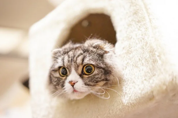 【いて座】電撃的な恋に出会いそうな全身恋モードの季節/11月猫☆占ニャい