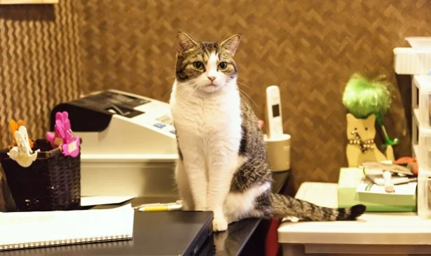 【やぎ座】1猫(ひとり)の時間を大切にすると2017年にはモテにゃんこに！/11月の猫☆占ニャい