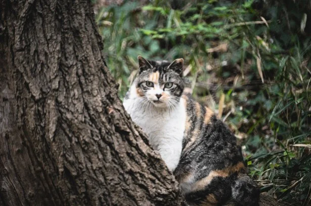 【うお座】寝転んだ新聞にママが欲しかった情報が！ごほうびをもらえそう/11月の猫☆占ニャい