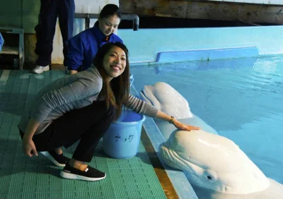 【写真を見る】トロピカルアイランド・ナイトステイ　昼間も人気のプログラム、ベルーガタッチを楽しみ写真ももらっちゃおう！　大人(高校生以上) 9000円 / 小人（小・中学生） 7000円