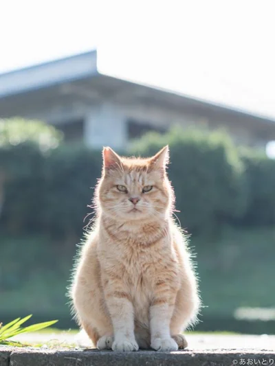 カワイイだけじゃない。ダンディズムあふれる顔も、ネコの魅力。