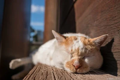 ネコの語源が「寝（ね）る子（こ）」であるという説があるほど、気ままに惰眠もむさぼる姿がネコの定番。