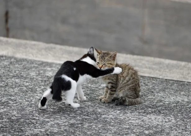 遊びたい子猫とのんびりしたい子猫。どちらも気ままである。