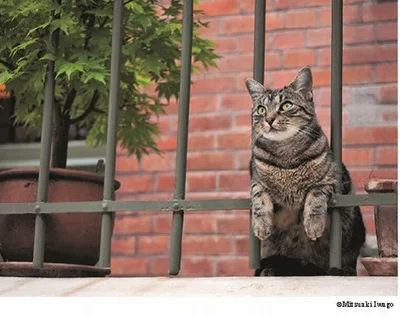 【写真を見る】町田店で開催される 「岩合光昭の世界ネコ歩き」写真展では、NHKの人気番組で見かけたあのネコが見つかるかも!?