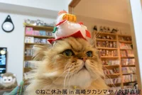 しょんぼり顔の人気猫「ふーちゃん」の正月コスプレも。大人気の「ねこ休み展」、この冬も続々新展開