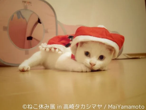 【写真を見る】子猫のサンタコスプレは、鉄板の愛らしさ