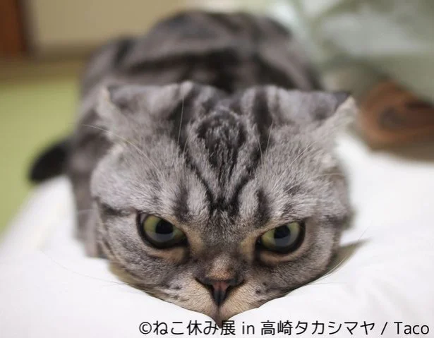 しょんぼり顔の人気猫 ふーちゃん の正月コスプレも 大人気の ねこ休み展 この冬も続々新展開 画像8 10 レタスクラブ しょんぼり顔の人気猫 ふーちゃん の正月コスプレも 大人気の ねこ休み展 この冬も続々新展開 画像8 10 レタスクラブ