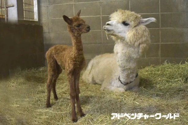 ちょっぴり不思議な「アルパカ」の赤ちゃん、ポヨふわで見るだけで幸せに！