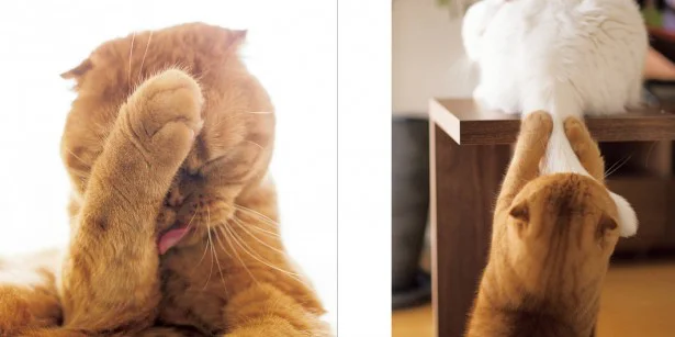 可愛すぎてつらい…ねこのおてては食べられるのか問題に一石が投じられる