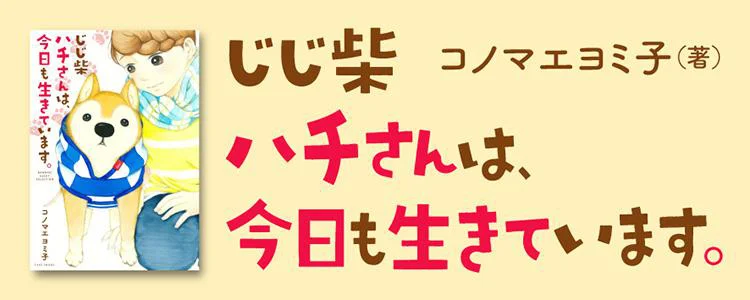 じじ柴ハチさんは、今日も生きています。