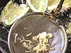 散ったころもはこまめに取る