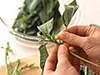 茎がかたいため葉だけを摘んで使うことが多い