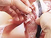 塩水の中で洗い流すことで生臭みがとれる