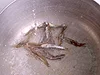 おいしさのポイントは煮干し