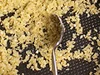 焦がさないようにスプーンなどで、すくうようにして混ぜると簡単