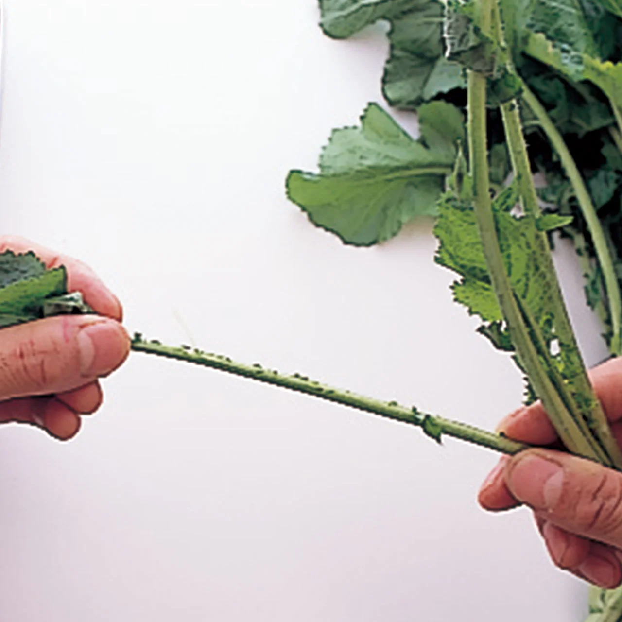 からし菜は、葉と茎で火の通りに時間差があるので、手でしごくように葉と茎に分け別々にゆでる。