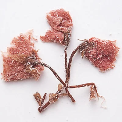 桜の塩漬け
桜(主に八重桜)の花を塩漬けにしたもの。お菓子に加える場合は、水で洗って塩を落とし、花びらを細かく刻んで使う。そのまま熱湯を注いで桜湯にしたり、熱湯の代わりに紅茶を注いで楽しんでも。