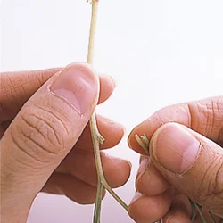 おかひじきの太い茎は口に当たるので、やわらかい葉を手でつまんで茎からはずして使う。