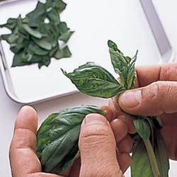 バジルは細い茎から葉を手で摘んで、茎を除く。
