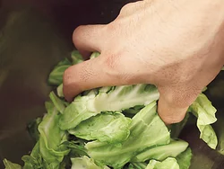 キャベツは塩もみし、水けをしっかり絞る。かさが減り、最後までおいしく食べられる。