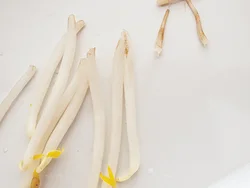 ひげ根を取る