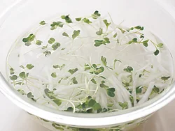 大根と貝割れ菜は水にさらすことで、パリッと歯ごたえよく仕上がります