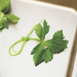 三つ葉は茎の部分だけを湯通しすることで結びやすくなる。2本ずつ束ねて、茎の中央を持って、片りぼん結びにする。こうすることでお祝いのごはんらしく。