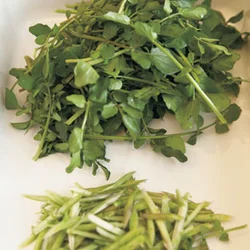 クレソンは葉を先に摘んで、残りの茎を切る。薄くそぐと、茎の苦みを感じにくく、葉との一体感が増しておいしい。