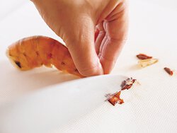 えびの殻ごとから揚げ By牛尾理恵さんの料理レシピ プロのレシピならレタスクラブ