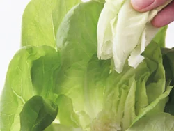 サラダ菜の中心部分の小さい葉をちぎりながら取る。芯は引き抜かないように注意して。