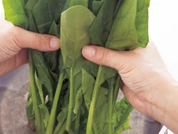 鍋に湯を沸かし、茎から入れ、10〜20秒たったら葉先まで入れて約30秒ゆでる。ざるに上げて湯をきり、さます。