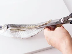 あじは尾のほうを持ち上げ、ぜいごをキッチンばさみで切り取る。