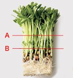 豆苗の基本の扱い方 プロのレシピならレタスクラブ