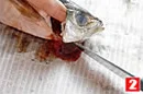 あじの1尾づけの場合((2)の画像