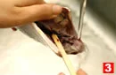 あじの三枚におろす(下ごしらえ(3)の画像