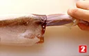いかの基本の扱い方(するめいか)(足と内臓を抜く(2)の画像