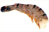 えびのえびの種類(ブラックタイガーの画像
