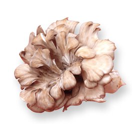 まいたけの基本情報 プロのレシピならレタスクラブ